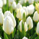 สมาชิกหมายเลข 1240199