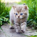 แม่แมวตามล่าลูกแมว