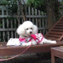 นางฟ้าตัวน้อย ขนฟูฟ่อง