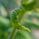 มะพร้าวอิสระ