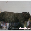 ปลาน้อยในโหลแก้ว