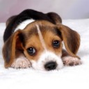 ปลาทูของน้อง กระรอกของพี่