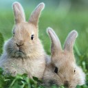 ตุ๊ต๊ะตุ๊ต๊ะ