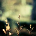 Les Femmes au chein *