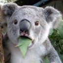 จอมยุทธฝึกหัด