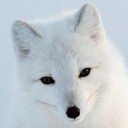 จิ้งจอกสีหิมะ