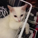 สมาชิกหมายเลข 1008958