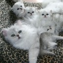 สมาชิกหมายเลข 1971090