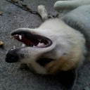 สมาชิกหมายเลข 721789