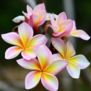 สมาชิกหมายเลข 938678