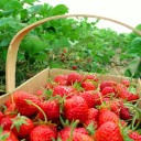 สมาชิกหมายเลข 2575036