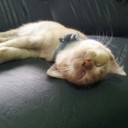 สมาชิกหมายเลข 796959