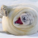 แมวน้ำเป็นสัตว์มีปีก