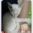 เหม่งจ๋าย55