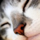 สมาชิกหมายเลข 1742271