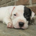 สมาชิกหมายเลข 2981185