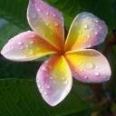 pink_plumeria