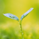 หนุมานเชิญธง