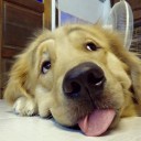 สมาชิกหมายเลข 1044397