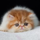 สมาชิกหมายเลข 941795