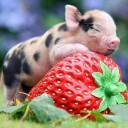 สมาชิกหมายเลข 773645