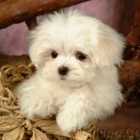 สมาชิกหมายเลข 941925