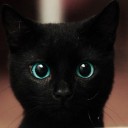 กะหล่ำผัดน้ำปลา