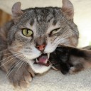 หมากับแมว