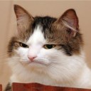 สมาชิกหมายเลข 1109360