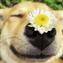 สมาชิกหมายเลข 2161937