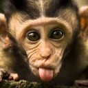 สมาชิกหมายเลข 1503110