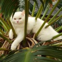 แม่แมวสี่ตัว