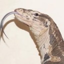 สมาชิกหมายเลข 2579607