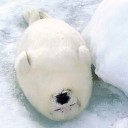 แมวน้ำอวบอิ่ม