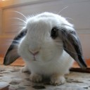 กระต่ายเป็นสัตว์หูยาว ยู้ฮูๆ