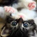 สมาชิกหมายเลข 2320305