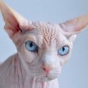 เด็กหญิงดอย สอยมะเขือ