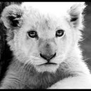 white lion