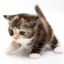 สมาชิกหมายเลข 732489