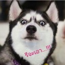 สมาชิกหมายเลข 2923240