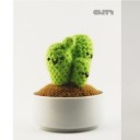 กระบองเพชรที่ระเบียง