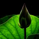 สมาชิกหมายเลข 1126517