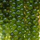 สมาชิกหมายเลข 2557781