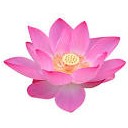 สมาชิกหมายเลข 2186146