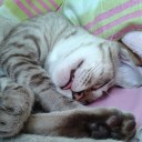 สมาชิกหมายเลข 2492711