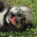 สมาชิกหมายเลข 2575704