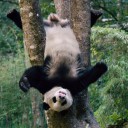 BePanda