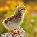 สมาชิกหมายเลข 989206