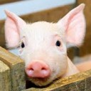 แมว อู๊ด อู๊ด