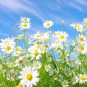 สมาชิกหมายเลข 2188343